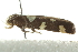  (Limnaecia tetraplanetis - IM09-0223)  @13 [ ] CreativeCommons - Attribution (2011) CBG Photography Group Centre for Biodiversity Genomics