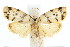  ( - IM08-2228)  @13 [ ] CreativeCommons - Attribution (2011) CBG Photography Group Centre for Biodiversity Genomics