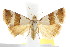  (Maliattha ritsemae - IM08-2428)  @14 [ ] CreativeCommons - Attribution (2011) CBG Photography Group Centre for Biodiversity Genomics