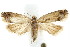  (Crocidosema - IM08-2535)  @15 [ ] CreativeCommons - Attribution (2011) CBG Photography Group Centre for Biodiversity Genomics