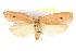  (Euprionocera geminipuncta - IM08-2581)  @15 [ ] CreativeCommons - Attribution (2011) CBG Photography Group Centre for Biodiversity Genomics