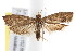  ( - IM09-0045)  @14 [ ] CreativeCommons - Attribution (2011) CBG Photography Group Centre for Biodiversity Genomics