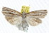 (Ubida ramostriellus - IM06-0767)  @14 [ ] CreativeCommons - Attribution (2011) CBG Photography Group Centre for Biodiversity Genomics