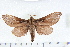  (Trictena argyrosticha PS1 - IM08-0797)  @11 [ ] CreativeCommons - Attribution (2008) Unspecified Centre for Biodiversity Genomics