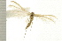  (Pterophorus albidus - IM08-0827)  @13 [ ] CreativeCommons - Attribution (2008) Unspecified Centre for Biodiversity Genomics