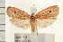  (Euprionocera - IM08-1745)  @15 [ ] CreativeCommons - Attribution (2008) Unspecified Centre for Biodiversity Genomics