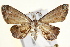  (Dirades - IM11-0086)  @15 [ ] CreativeCommons - Attribution (2012) CBG Photography Group Centre for Biodiversity Genomics