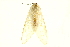  (Nyearctia leucoptera - BC-INCT0743)  @14 [ ] CreativeCommons - Attribution (2010) CBG Photography Group Centre for Biodiversity Genomics
