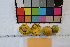  (Garcinia laterifolia - jb779)  @11 [ ] Copyright (c) (2020) Jedediah Brodie University of Montana