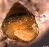  (Coneuplecta sitaliformis - INDOBIOSYS-CCDB30317-B06)  @11 [ ] CreativeCommons - Attribution Non-Commercial Share-Alike (2016) SNSB, Staatliche Naturwissenschaftliche Sammlungen Bayerns ZSM (SNSB, Zoologische Staatssammlung Muenchen)