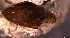  (Trochomorpha concolor - INDOBIOSYS-CCDB30317-E05)  @11 [ ] CreativeCommons - Attribution Non-Commercial Share-Alike (2016) SNSB, Staatliche Naturwissenschaftliche Sammlungen Bayerns ZSM (SNSB, Zoologische Staatssammlung Muenchen)