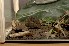  (Galericinae - INDOBIOSYS-CCDB25346-D06)  @11 [ ] CreativeCommons - Attribution Non-Commercial Share-Alike (2016) SNSB, Staatliche Naturwissenschaftliche Sammlungen Bayerns ZSM (SNSB, Zoologische Staatssammlung Muenchen)