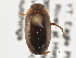  (Agabus antennatus - BIOUG09882-A08)  @14 [ ] CreativeCommons - Attribution (2014) CBG Photography Group Centre for Biodiversity Genomics