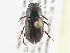  (Agoliinus anthracus - BIOUG09885-C11)  @15 [ ] CreativeCommons - Attribution (2014) CBG Photography Group Centre for Biodiversity Genomics