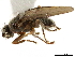  ( - BIOUG47277-H01)  @11 [ ] CreativeCommons - Attribution (2019) CBG Photography Group Centre for Biodiversity Genomics