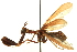  (Mantispidae - BIOUG02795-D03)  @14 [ ] CreativeCommons - Attribution (2012) CBG Photography Group Centre for Biodiversity Genomics