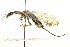 (Raphidiidae - BIOUG02794-C06)  @15 [ ] CreativeCommons - Attribution (2012) CBG Photography Group Centre for Biodiversity Genomics