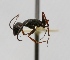  (Camponotus morosus - MACN-Bar-Ins-ct 00389)  @14 [ ] Copyright (2011) MACN Museo Argentino de Ciencias Naturales 