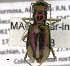  (Tetracha fulgida - MACN-Bar-Ins-ct 05159)  @11 [ ] Copyright (2014) MACN Museo Argentino de Ciencias Naturales 'Bernardo Rivadavia'