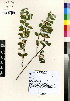  (Cotoneaster pannosus - KMS-0114)  @11 [ ] CreativeCommons - Attribution Non-Commercial Share-Alike (2012) Mamadi Theresa Sethusa University of Johannesburg