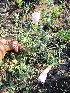  (Oenothera tetraptera - KMS-0058)  @11 [ ] CreativeCommons - Attribution Non-Commercial Share-Alike (2012) Mamadi Theresa Sethusa University of Johannesburg