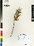  (Catharanthus roseus - MEK094)  @14 [ ] CreativeCommons - Attribution Non-Commercial Share-Alike (2012) Mamadi Theresa Sethusa University of Johannesburg