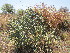  (Opuntia imbricata - PPRI-0061)  @11 [ ] CreativeCommons - Attribution Non-Commercial Share-Alike (2012) Mamadi Theresa Sethusa University of Johannesburg