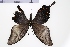  (Papilio dehaanii - SDNU-INS-01615)  @11 [ ] CreativeCommons - Attribution Non-Commercial Share-Alike (2020) Tengteng Liu Shandong Normal University