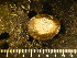  (Nacella magellanica - CNP-INV 708)  @13 [ ] Copyright (2013) Unspecified CENPAT