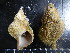  (Fusitriton magellanicus - CNP-INV 658)  @14 [ ] Copyright (2013) Unspecified CENPAT