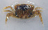  (Cyrtograpsus altimanus - UNMdP-ZINV-020)  @13 [ ] CreativeCommons - Attribution Non-Commercial Share-Alike (2012) Unspecified Laboratorio de Zoología de Invertebrados