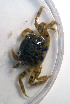  ( - UNMdP-ZINV-067)  @13 [ ] CreativeCommons - Attribution Non-Commercial Share-Alike (2012) Unspecified Laboratorio de Zoología de Invertebrados