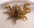  ( - UNMdP-ZINV-101)  @11 [ ] CreativeCommons - Attribution Non-Commercial Share-Alike (2014) Unspecified Laboratorio de Zoología de Invertebrados