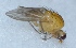  (Drosophila sp - V1LO29)  @12 [ ] Copyright (2013) Dr.G.D. Khedkar Paul Hebert Center for DNA Barcoding and Biodiversity Studies