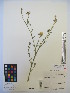  (Centaurea melitensis - MIRL13-Cmel-08)  @11 [ ] Copyright (2018) Unspecified Canadian Food Inspection Agency
