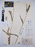  (Echinochloa esculenta - MIRL16-Eesc-01)  @11 [ ] Copyright (2018) Unspecified Canadian Food Inspection Agency