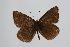  (Polyommatus valiabadi - ARLY-232f-001)  @13 [ ] Unspecified (default): All Rights Reserved  Unspecified Unspecified