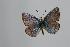  (Polyommatus dizinensis - ARLY-101a-001)  @13 [ ] Unspecified (default): All Rights Reserved  Unspecified Unspecified