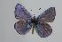  (Polyommatus ciloicus alamuticus - ARLY-0197-001)  @13 [ ] Unspecified (default): All Rights Reserved  Unspecified Unspecified