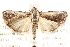  (Acrobasis tumidulella - CCDB-28544-A11)  @14 [ ] CreativeCommons - Attribution (2015) CBG Photography Group Centre for Biodiversity Genomics