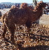  ( - C10278)  @11 [ ] CreativeCommons  Attribution Non-Commercial Share-Alike (2020) Abdolreza Daneshvar Amoli Iraniamn Biological resource center