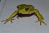  ( - MHUA-A 10584)  @11 [ ] CreativeCommons - Attribution Share-Alike (2018) Grupo Herpetologico de Antioquia Universidad de Antioquia, Museo de Herpetologia