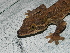  ( - MHUA-R 12601)  @11 [ ] CreativeCommons - Attribution Share-Alike (2018) Grupo Herpetologico de Antioquia Universidad de Antioquia, Museo de Herpetologia