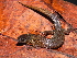  (Ptychoglossus vallensis - MHUA-R 12602)  @11 [ ] CreativeCommons - Attribution Share-Alike (2018) Grupo Herpetologico de Antioquia Universidad de Antioquia, Museo de Herpetologia