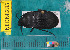  ( - NEONcarabid8285)  @13 [ ] Copyright (2010) National Ecological Observatory Network, Inc. National Ecological Observatory Network (NEON) http://www.neoninc.org/content/copyright