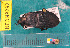  ( - NEONcarabid8292)  @11 [ ] Copyright (2010) National Ecological Observatory Network, Inc. National Ecological Observatory Network (NEON) http://www.neoninc.org/content/copyright