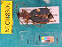  ( - NEONcarabid8309)  @13 [ ] Copyright (2010) National Ecological Observatory Network, Inc. National Ecological Observatory Network (NEON) http://www.neoninc.org/content/copyright