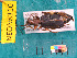  ( - NEONcarabid8310)  @13 [ ] Copyright (2010) National Ecological Observatory Network, Inc. National Ecological Observatory Network (NEON) http://www.neoninc.org/content/copyright