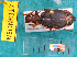  ( - NEONcarabid8317)  @13 [ ] Copyright (2010) National Ecological Observatory Network, Inc. National Ecological Observatory Network (NEON) http://www.neoninc.org/content/copyright