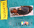  ( - NEONcarabid8335)  @13 [ ] Copyright (2010) National Ecological Observatory Network, Inc. National Ecological Observatory Network (NEON) http://www.neoninc.org/content/copyright